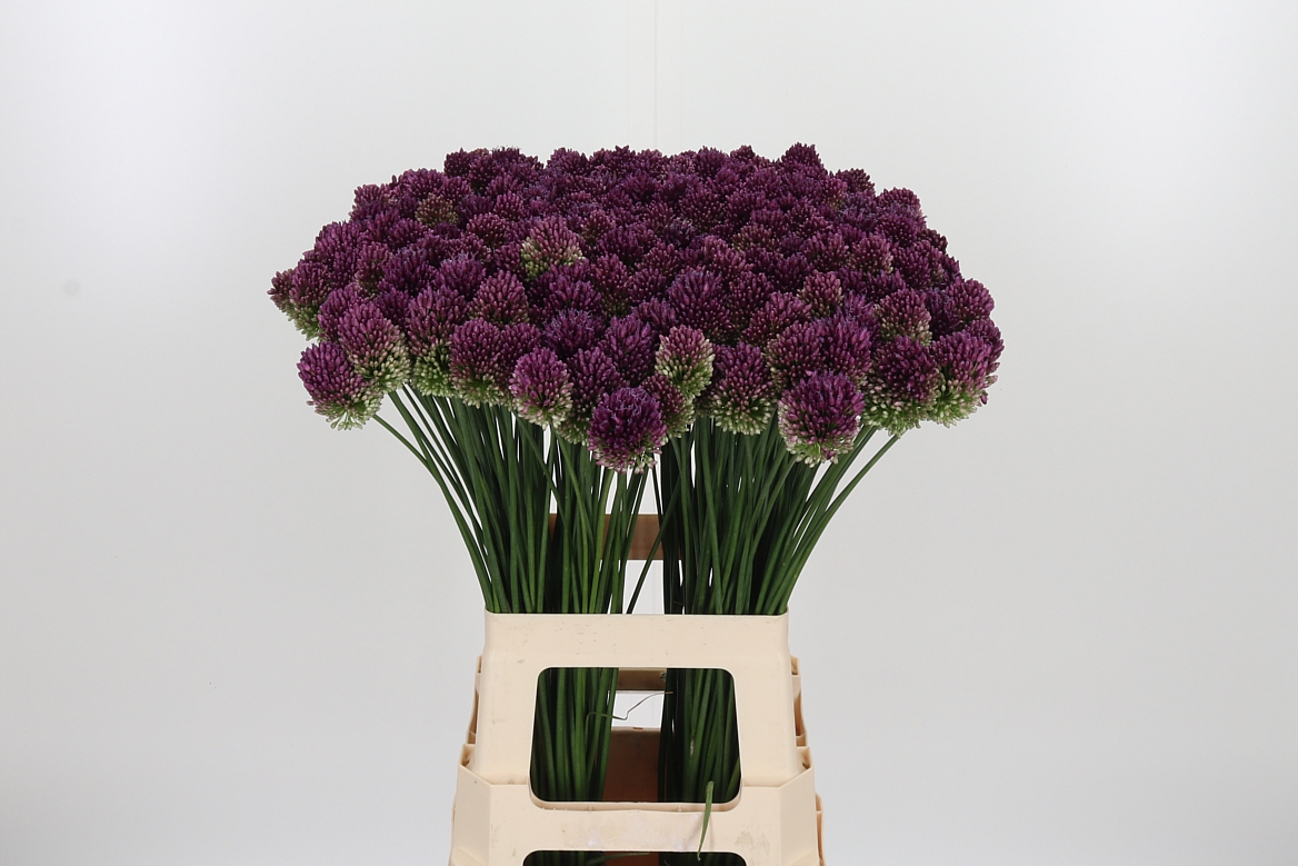Allium Sphaerocephal 75cm
