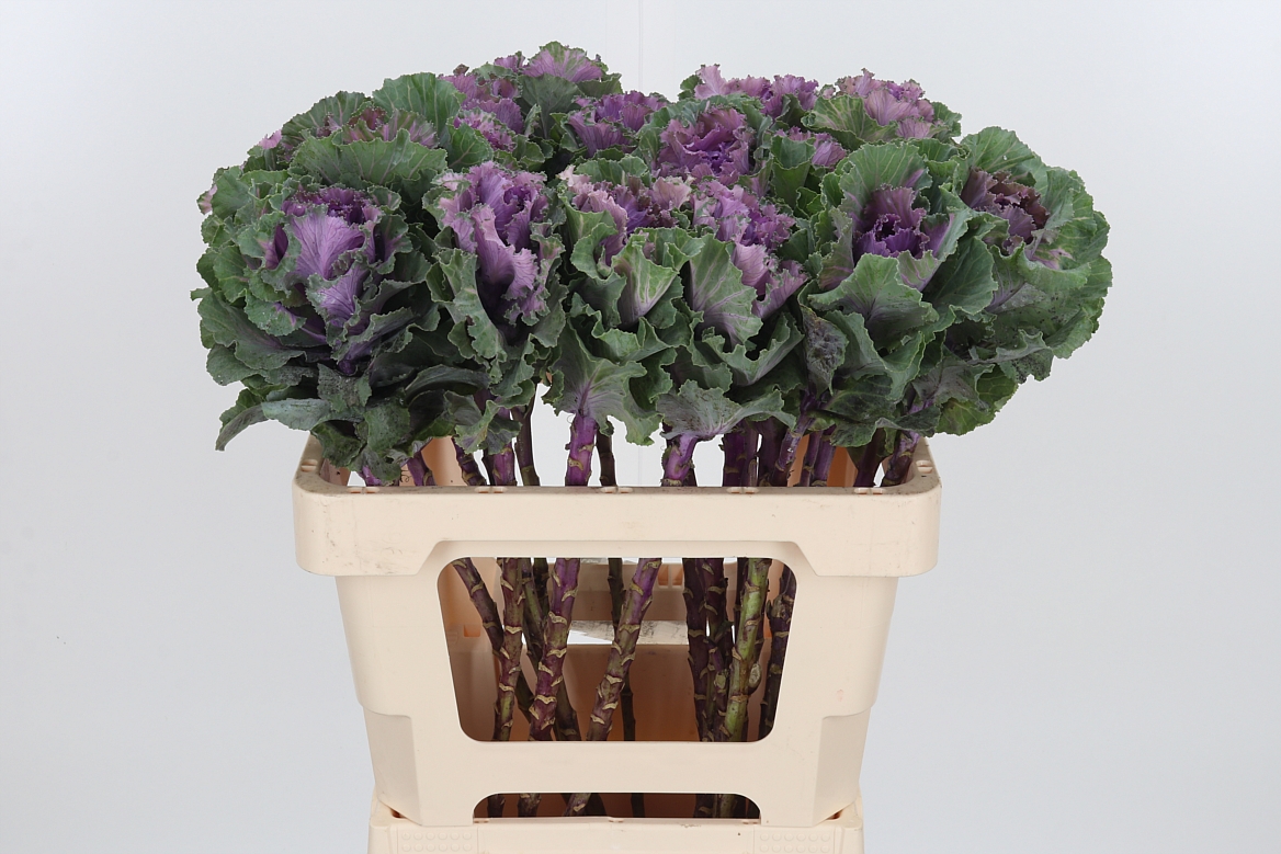 Brassica Empire Bogdana 60cm