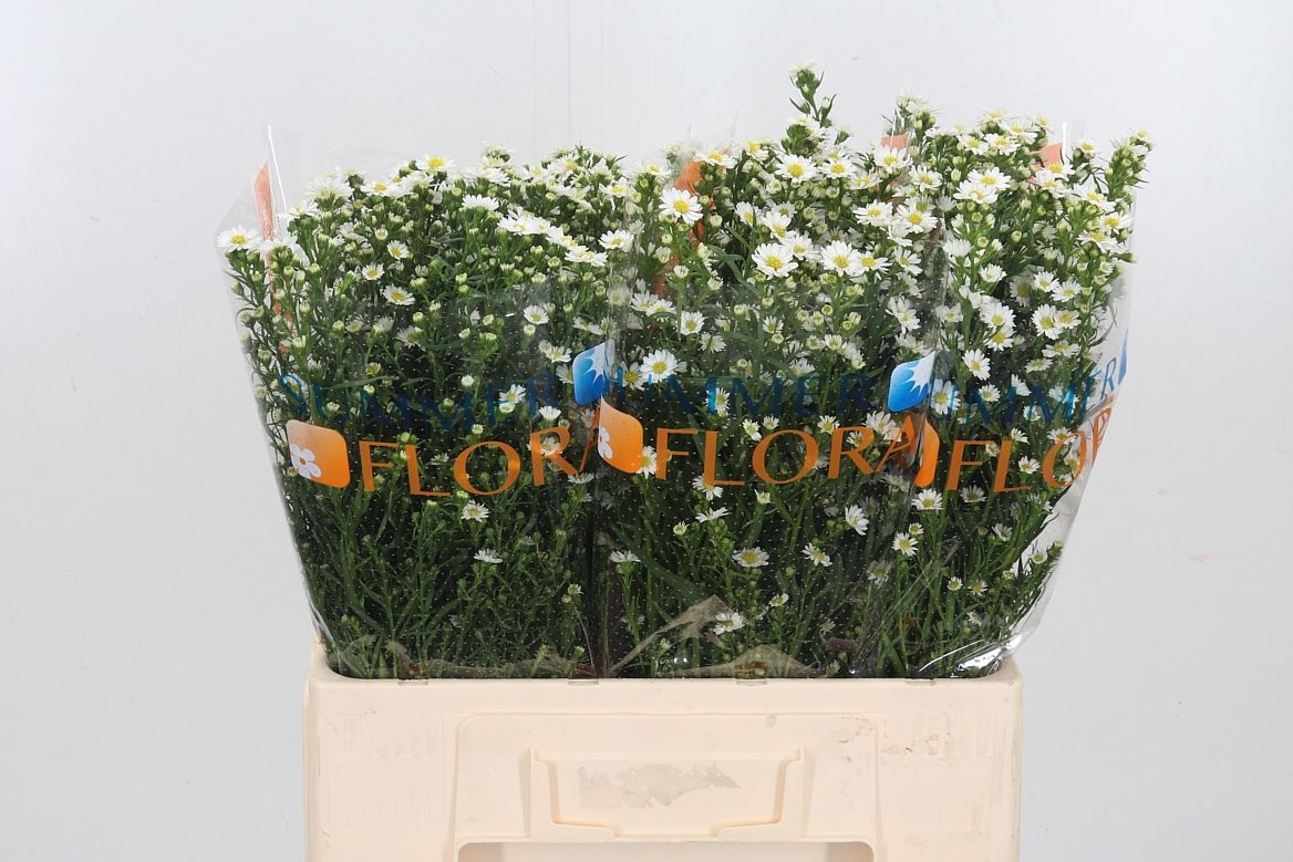 Aster Paquita 60cm 15gr.