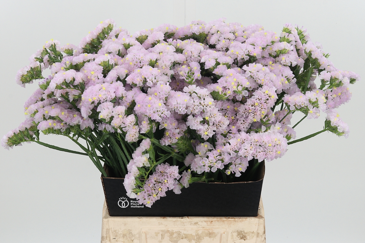 Limonium Sinuatum Sera Sun Birds 50cm 20gr.