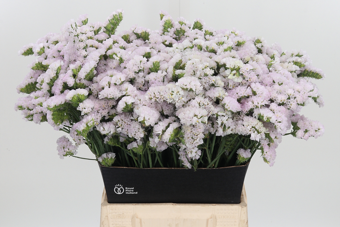 Limonium Sinuatum Sera Sun Birds 50cm 20gr.