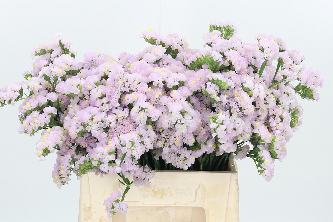 Limonium Sinuatum Sera Sun Birds 40cm 15gr.