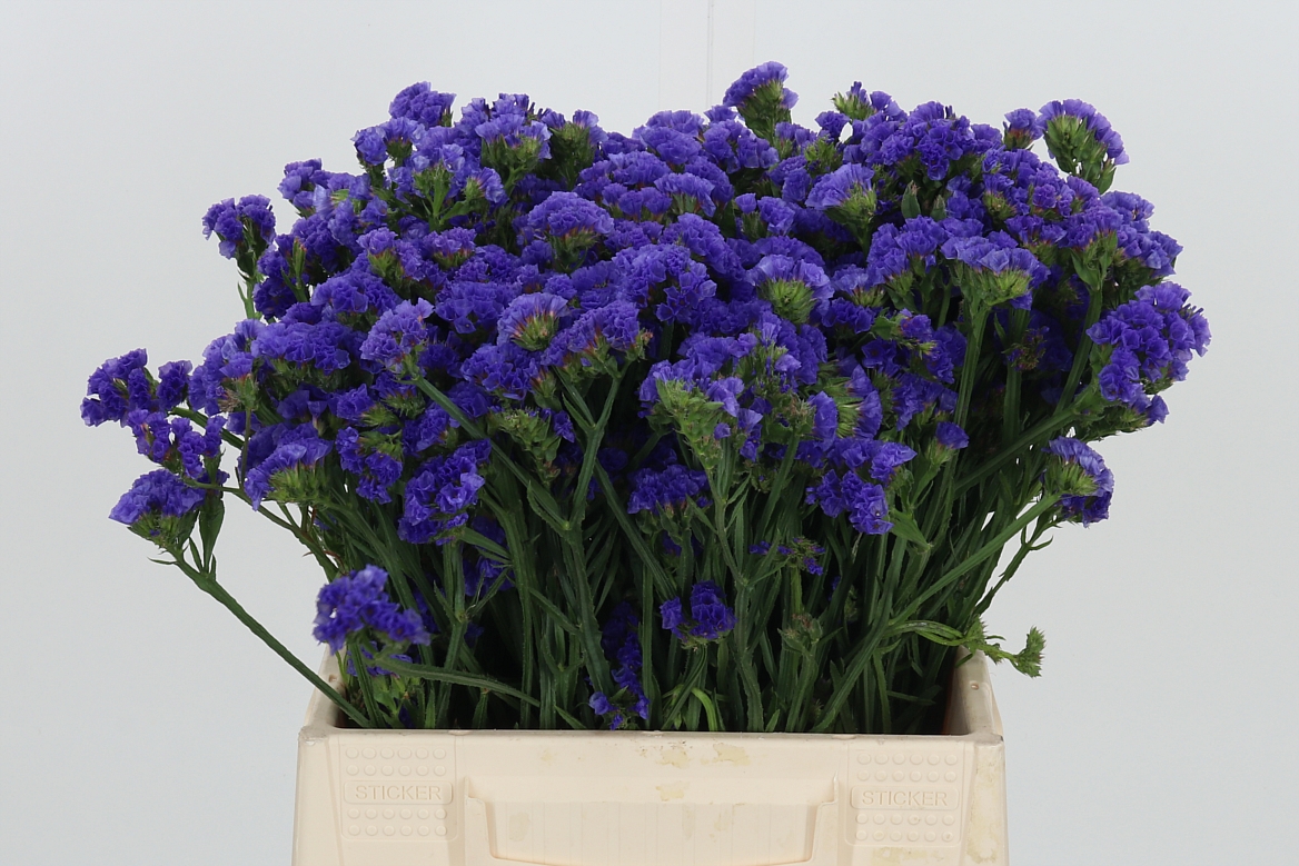 Limonium Sinuatum Crystal Dark Blue 40cm 20gr.