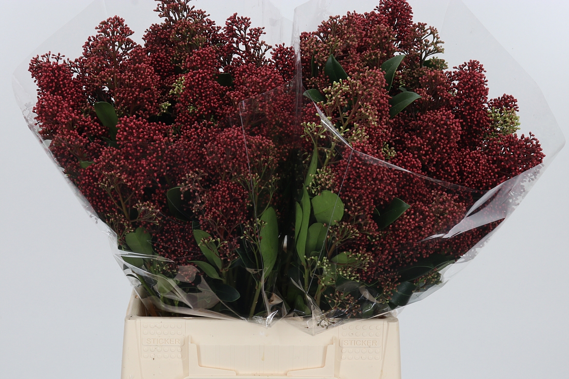 Skimmia Japonica Rubella Per Bunch 45cm