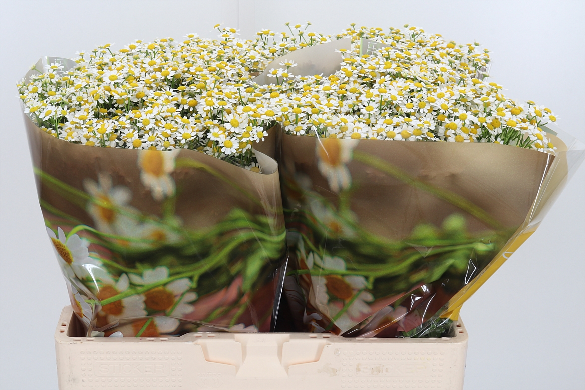 Tanacetum Single Vegmo 60cm