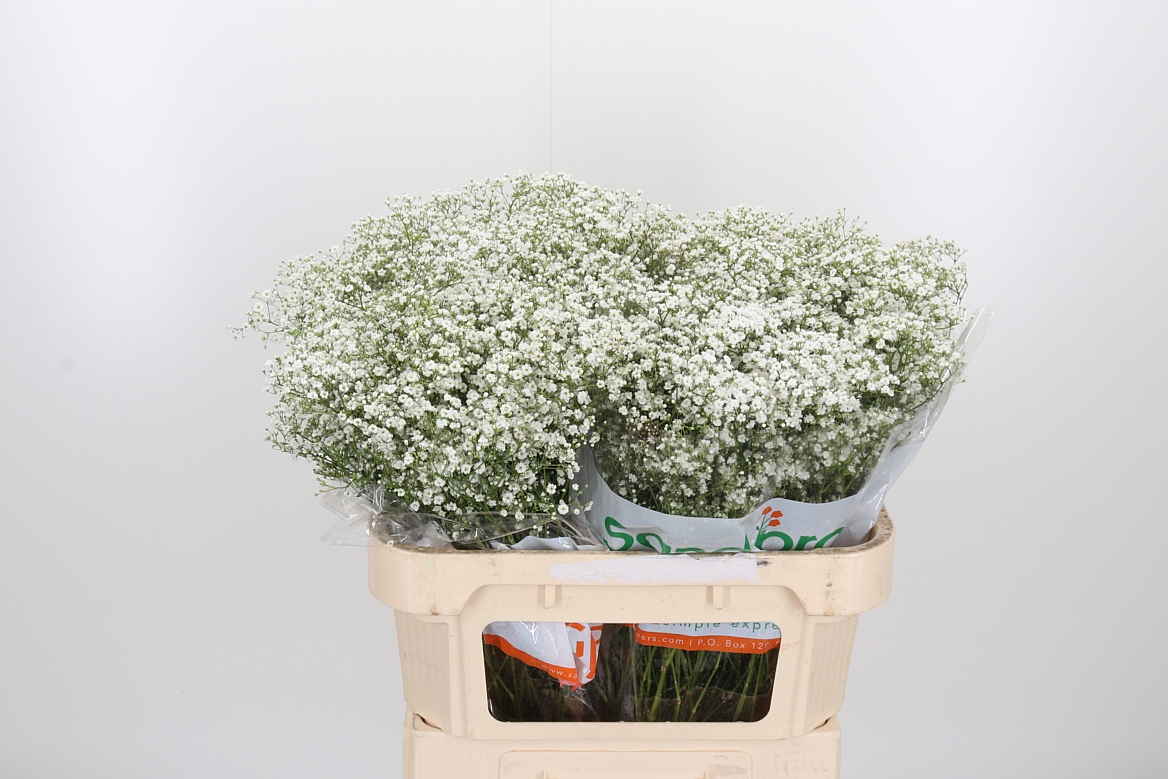 Gypsophila Paniculata Zinzi Discovery 70cm 15gr.