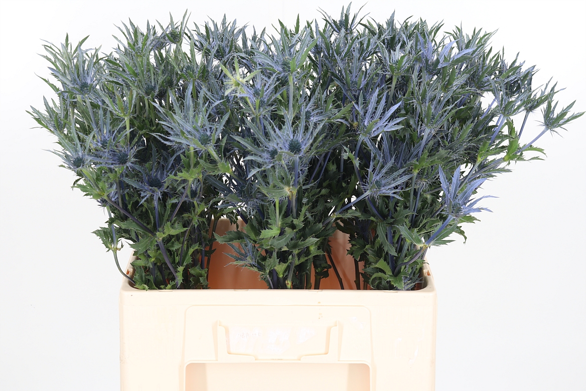 Eryngium Planum 60cm