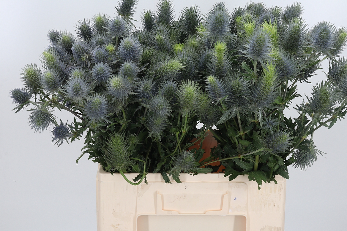 Eryngium Magical Anita 60cm