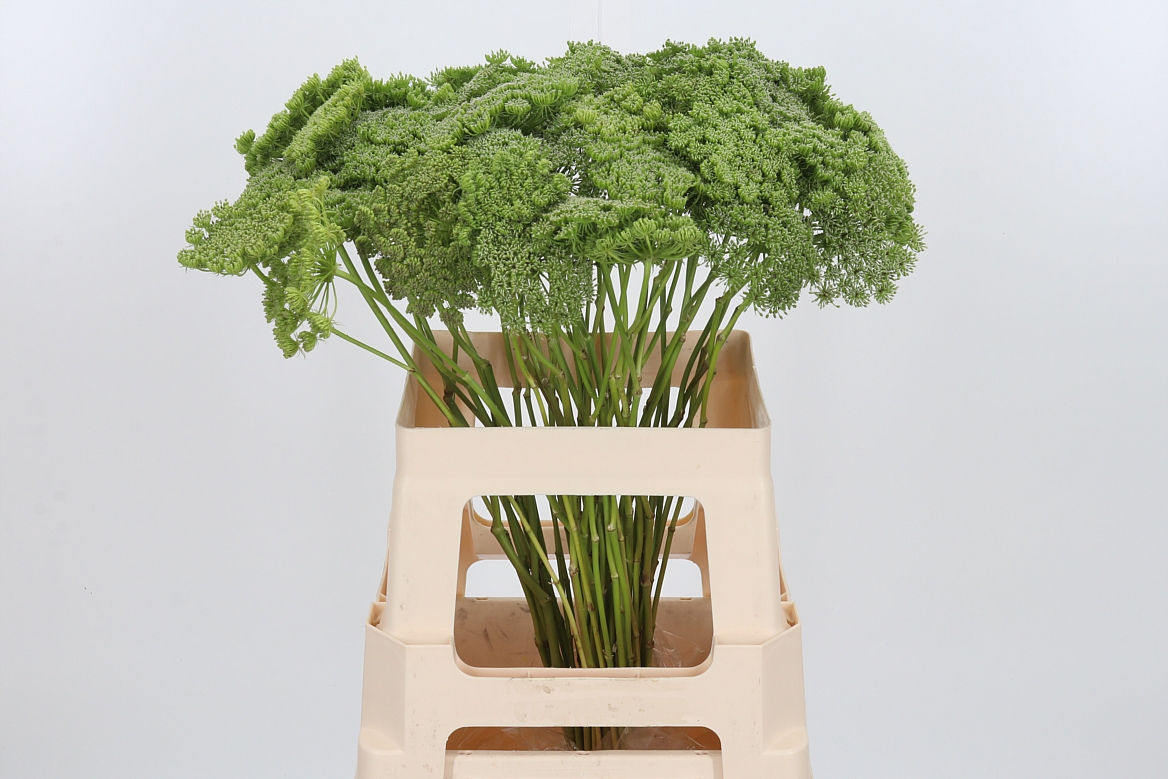Ammi Visnaga Green Mist 60cm