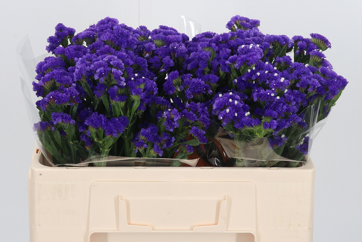 Limonium Sinuatum Crystal Dark Blue 50cm 20gr.