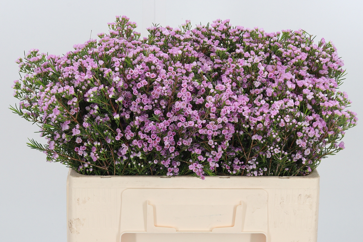 Chamelaucium Giselle 50cm 20gr.