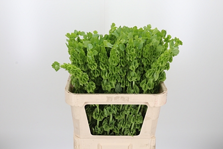 Moluccella Stuk