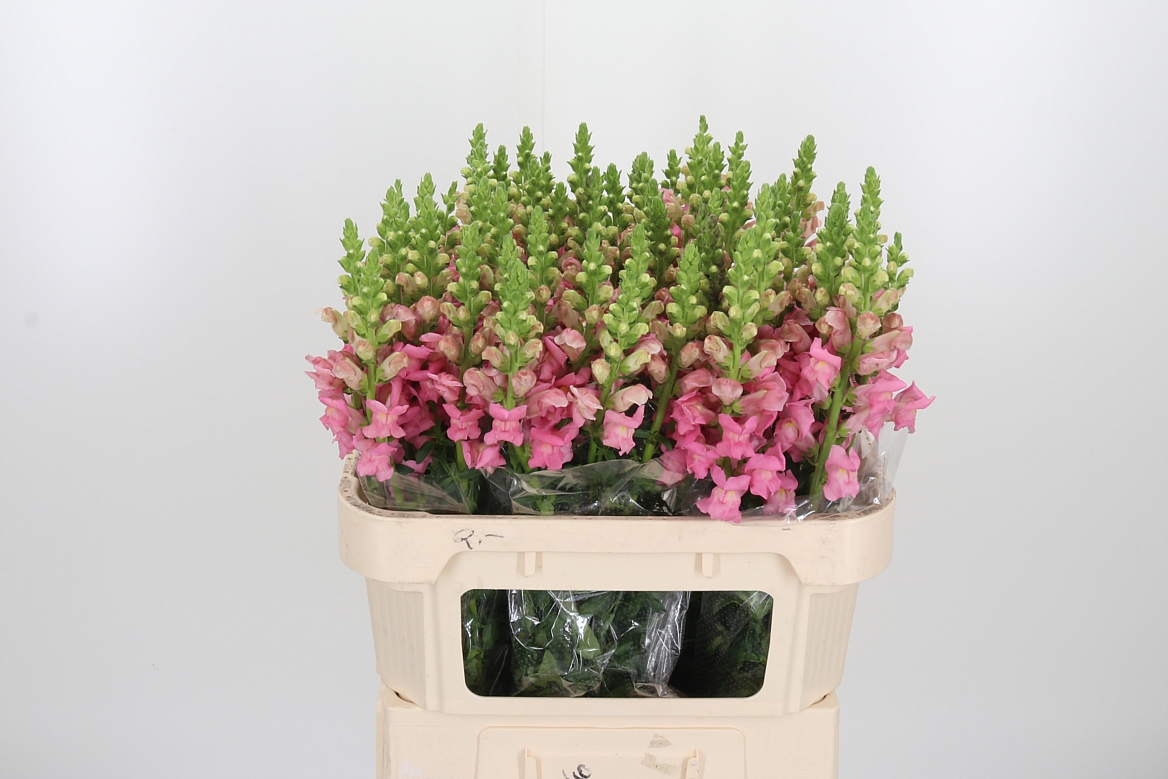 Antirrhinum Potomac Pink 75cm