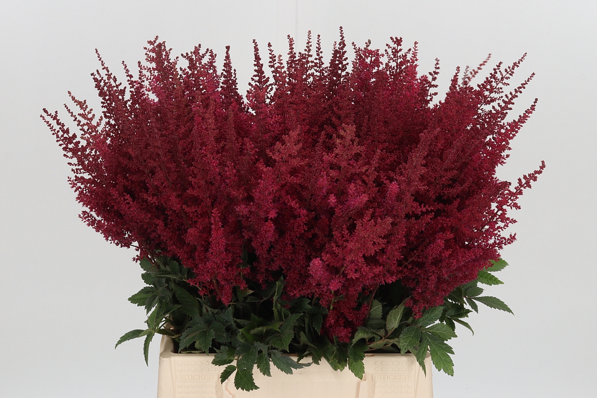 Astilbe Paul Gäarder 50cm