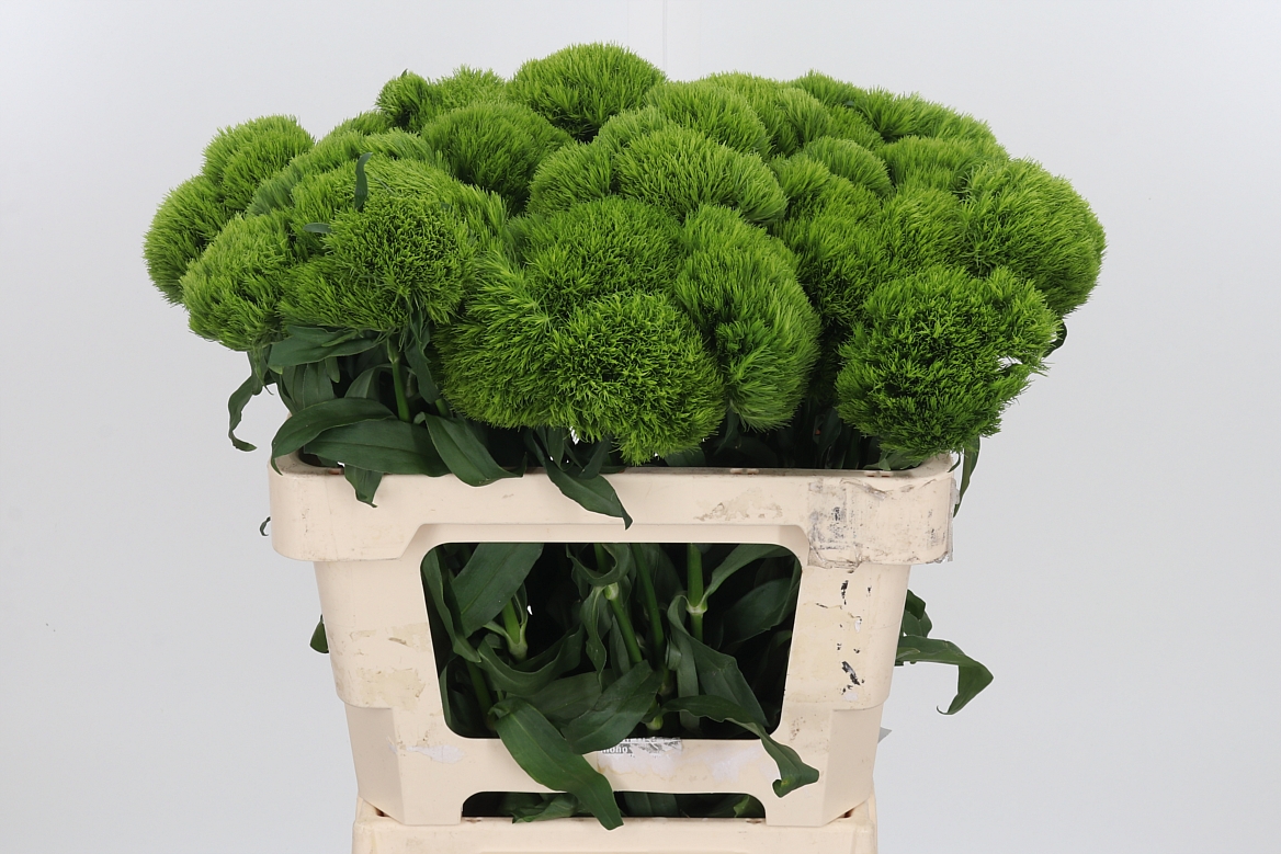 Dianthus Barb Kiwi Mellow 55cm