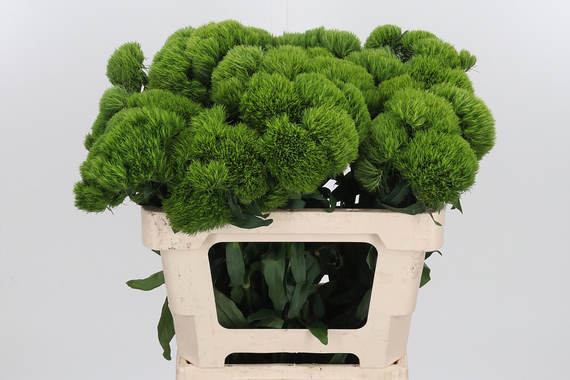 Dianthus Barb Kiwi Mellow 55cm