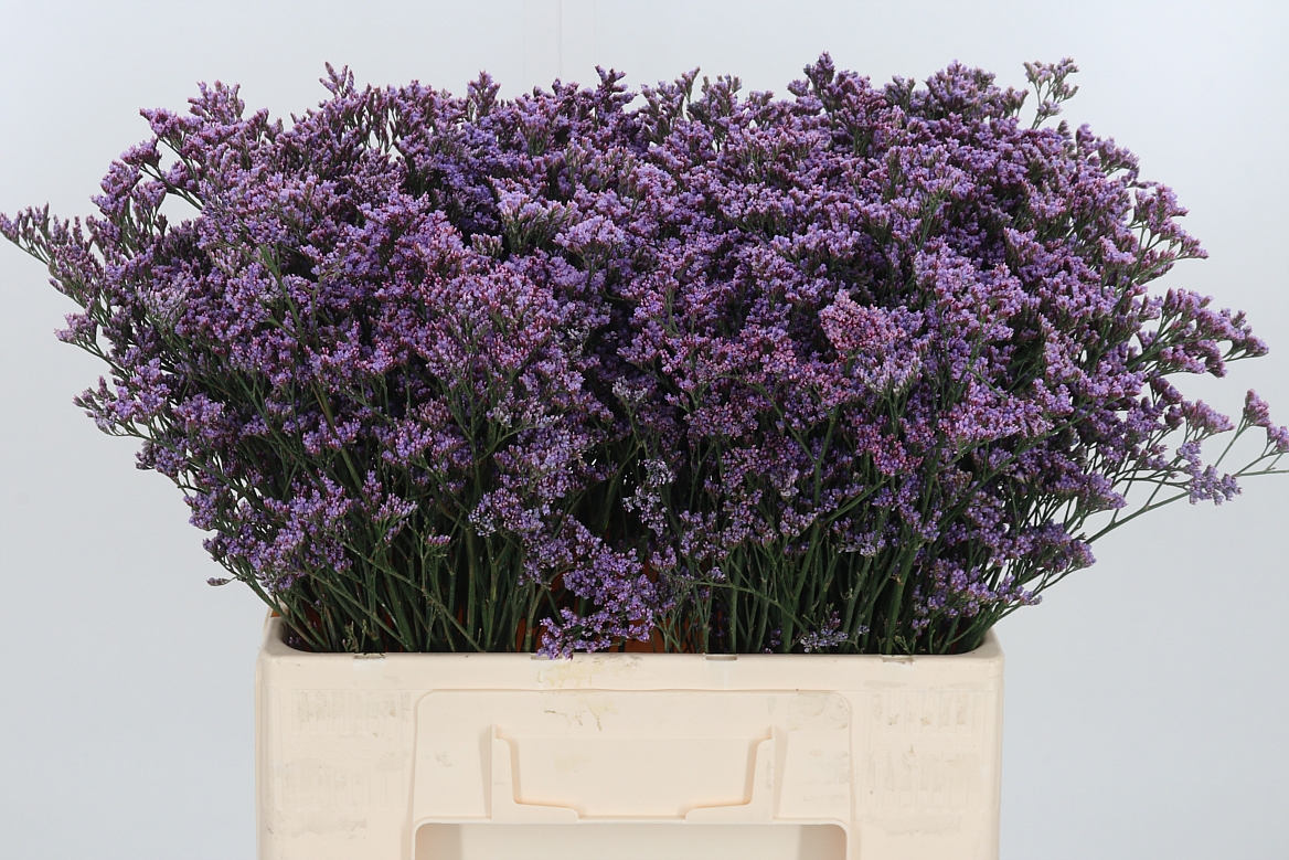 Limonium Safora Pink Sky 60cm 15gr.
