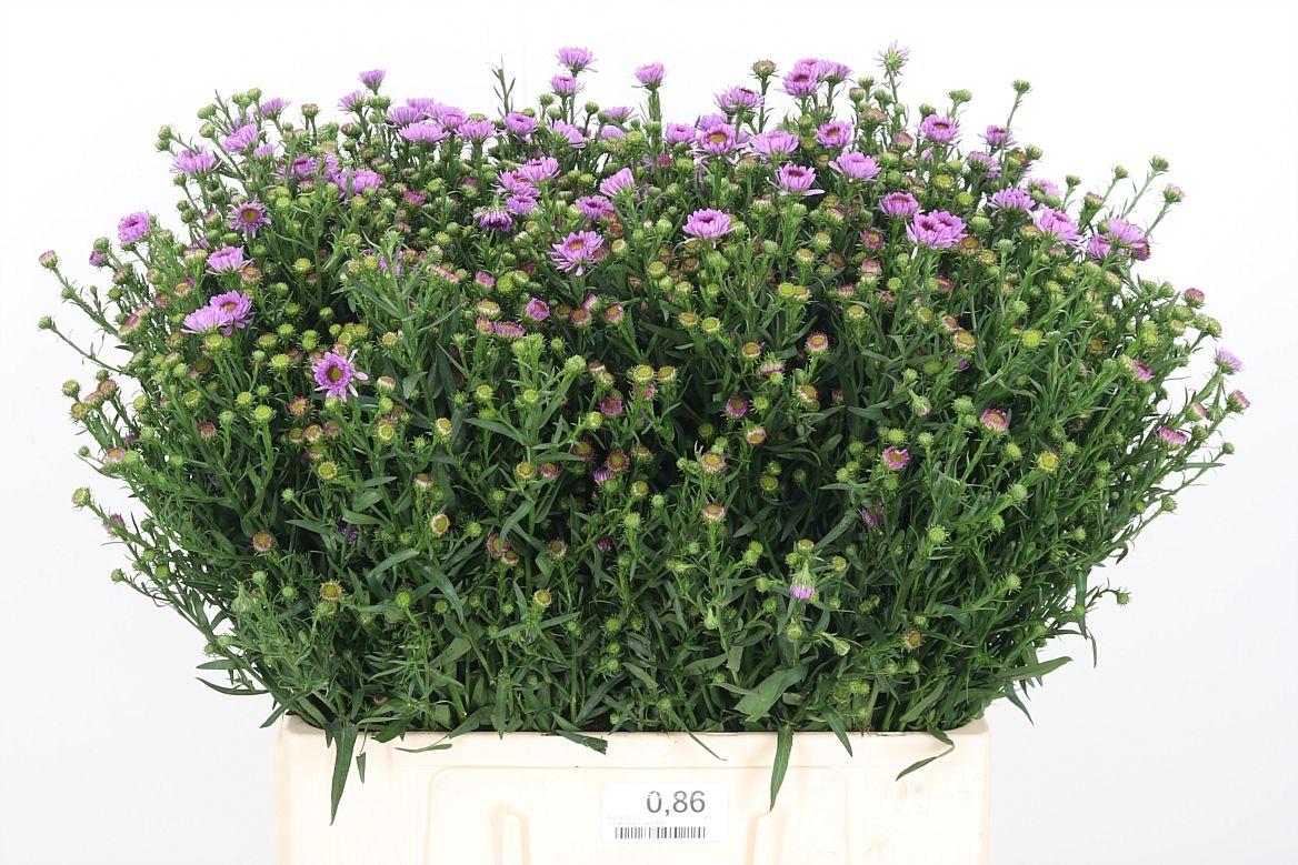 Aster Painted Lady 60cm 15gr.