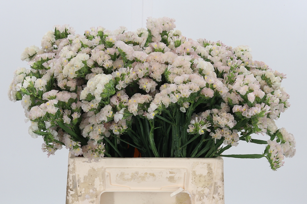 Limonium Sinuatum Apricot Sun Birds 40cm 15gr.