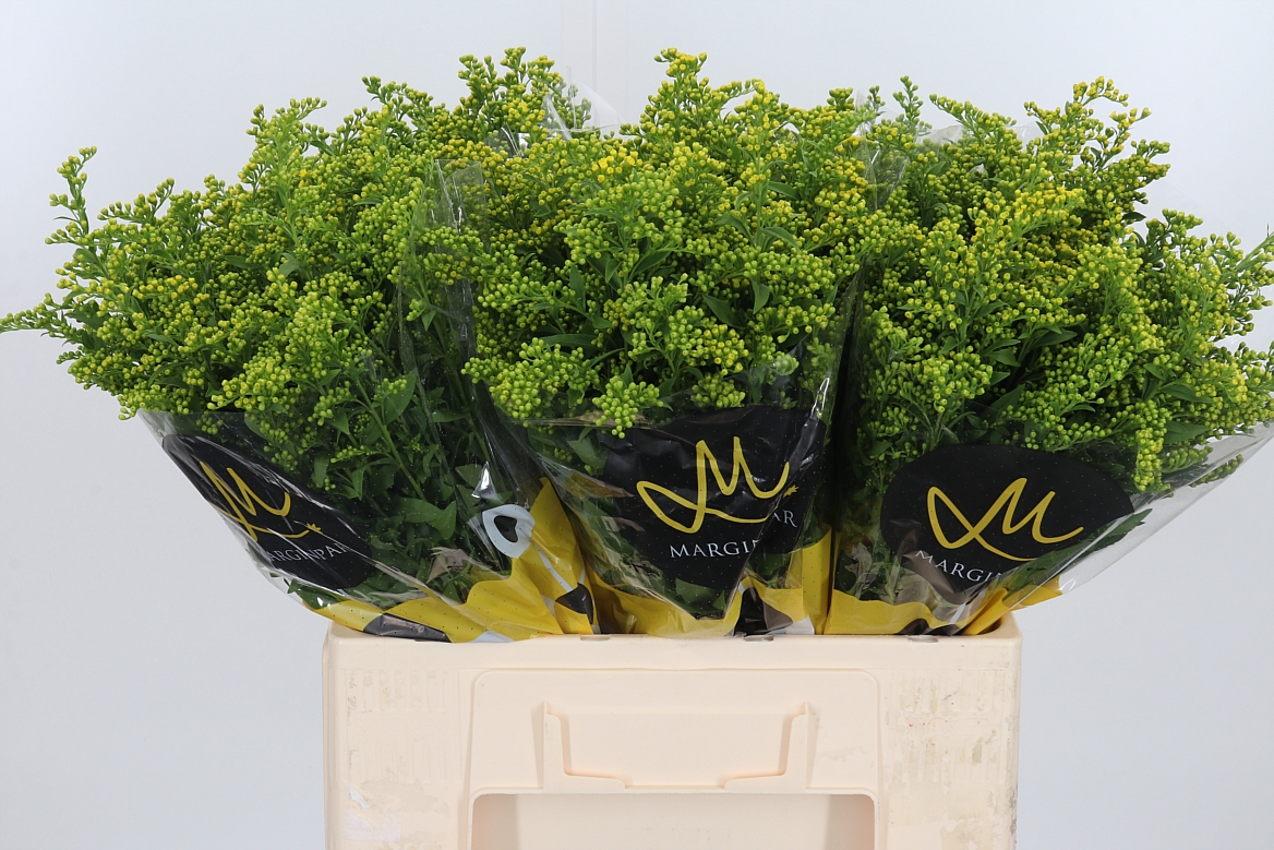 Solidago Carzan Glory 60cm 20gr.