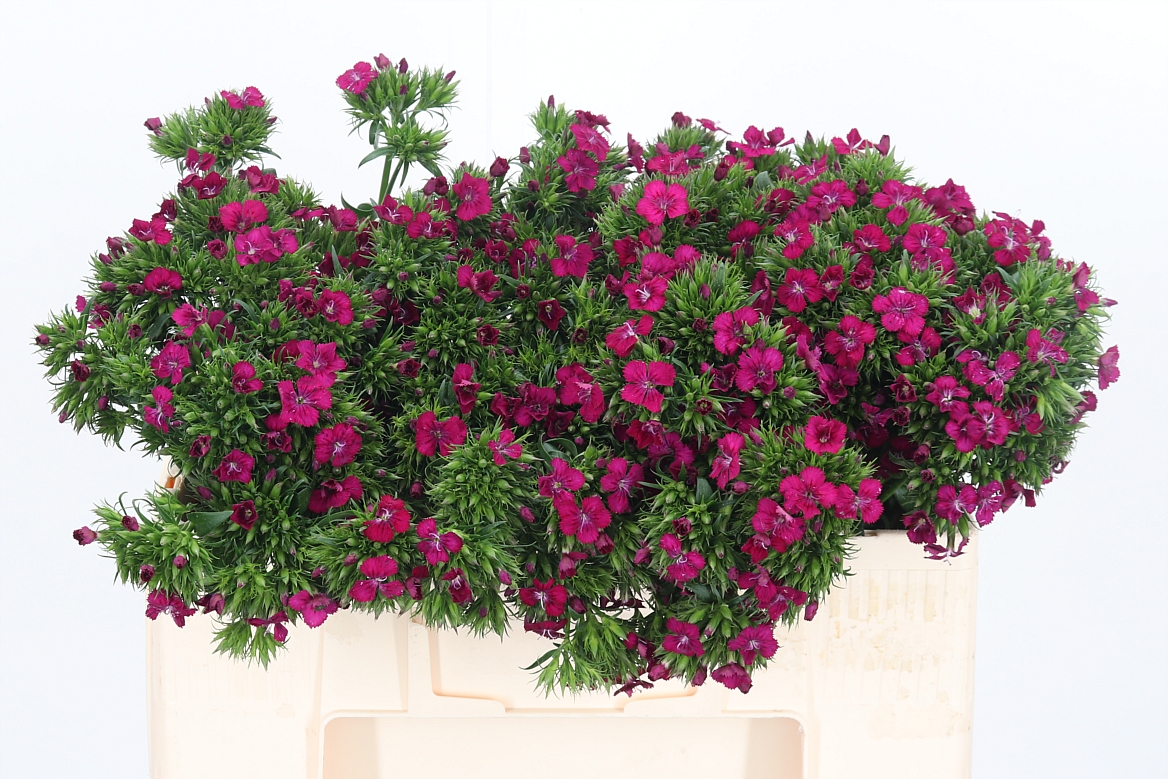 Dianthus Barb Neon Cher 52cm