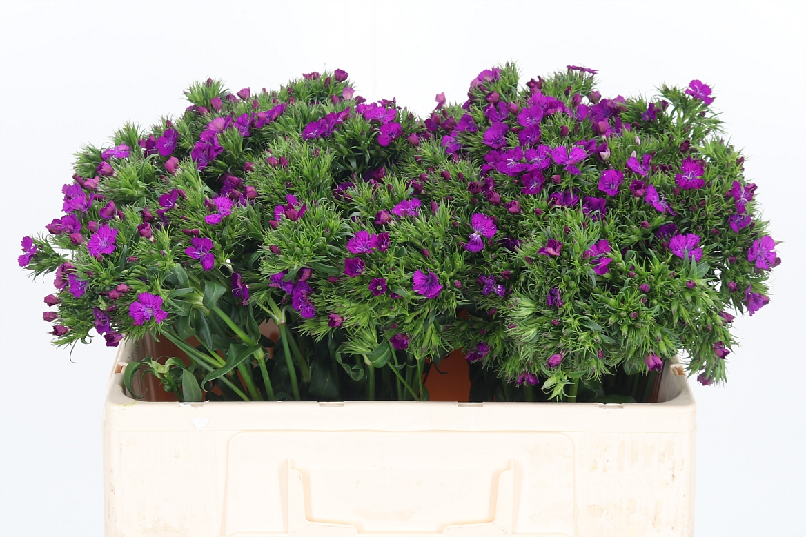 Dianthus Barb Aldo Purple 52cm
