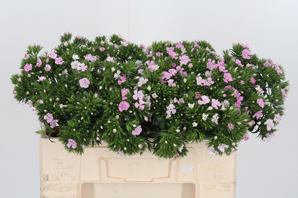 Dianthus Barb Aldo Pink 52cm