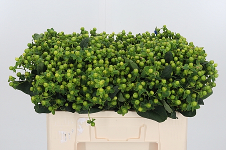 Hyp Mag Green Reviva