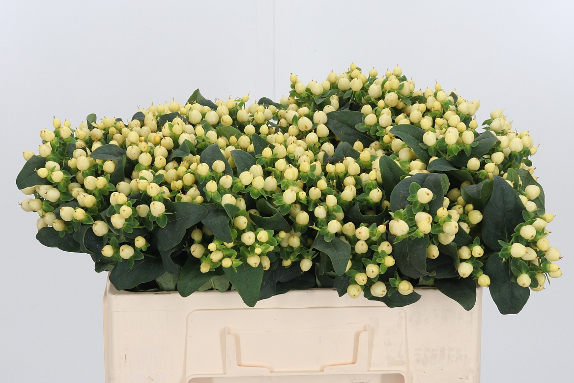 Hypericum Magical Snowprince 50cm