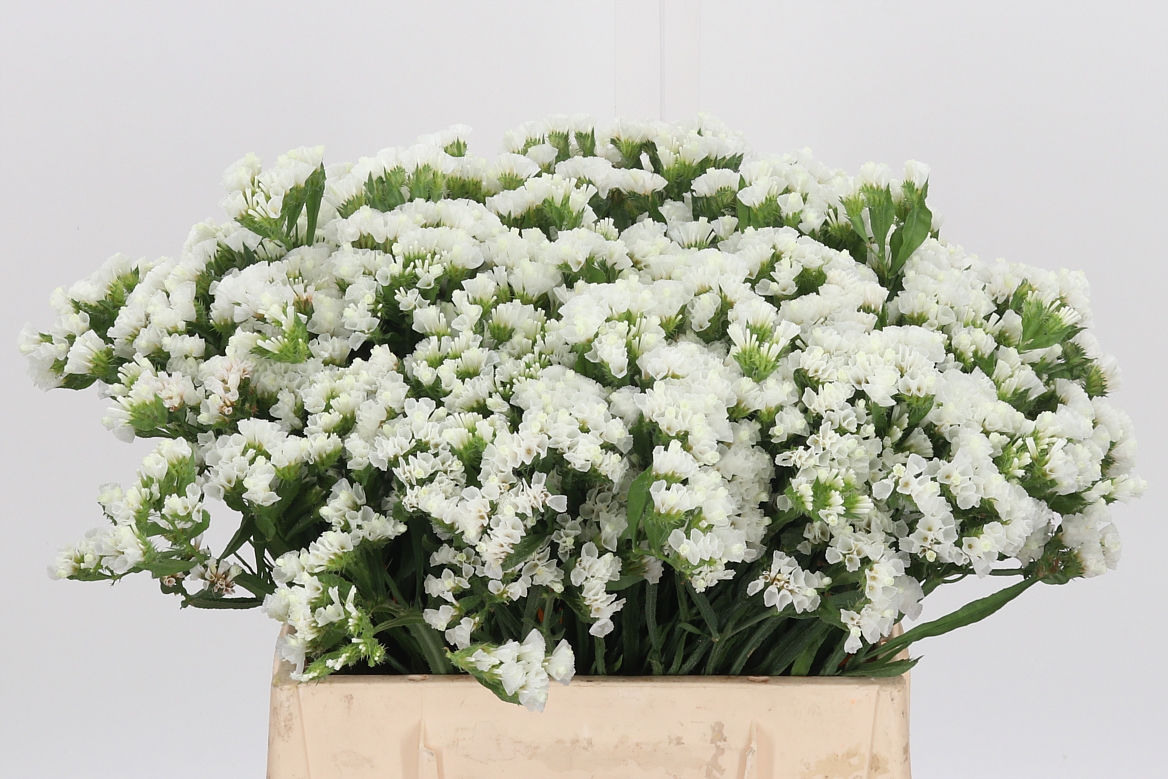 Limonium Sinuatum White Starlight Wings 50cm 20gr.