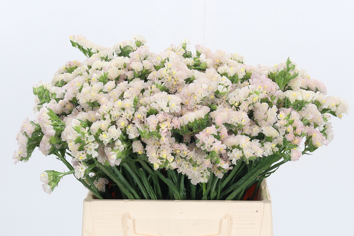 Limonium Sinuatum Apricot Sun Birds 40cm 15gr.