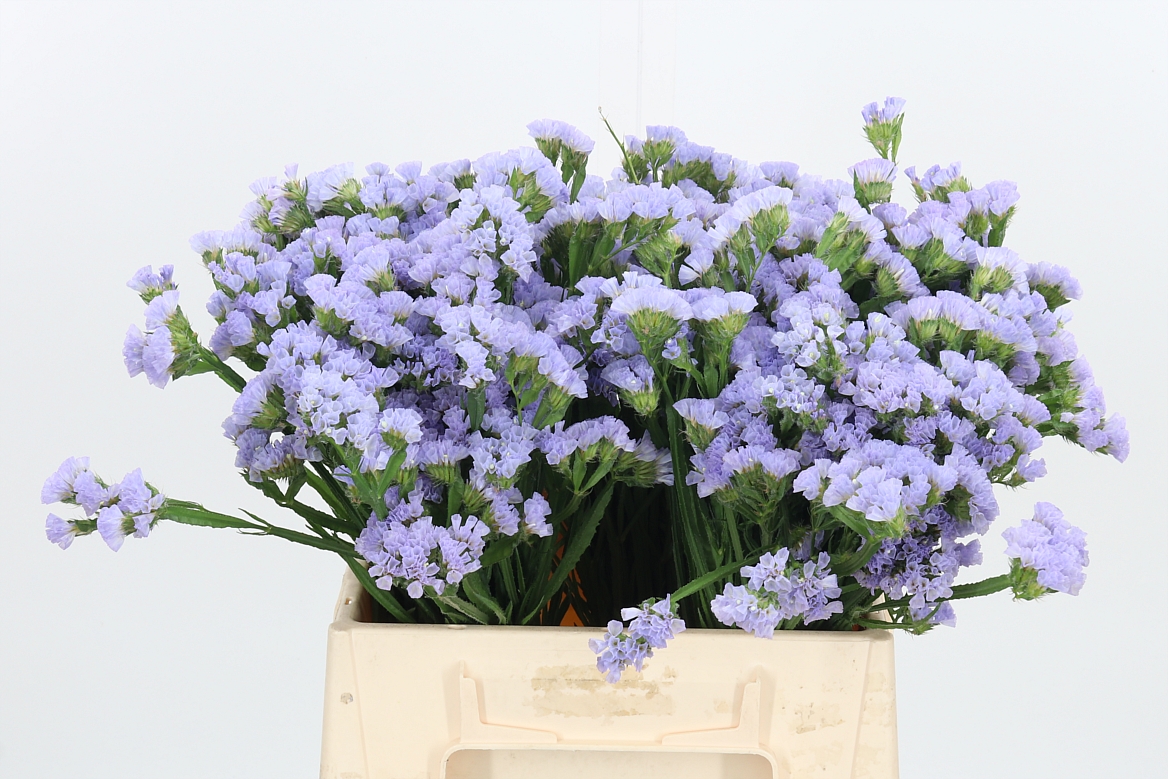 Limonium Sinuatum Mermaid Wings 40cm 15gr.