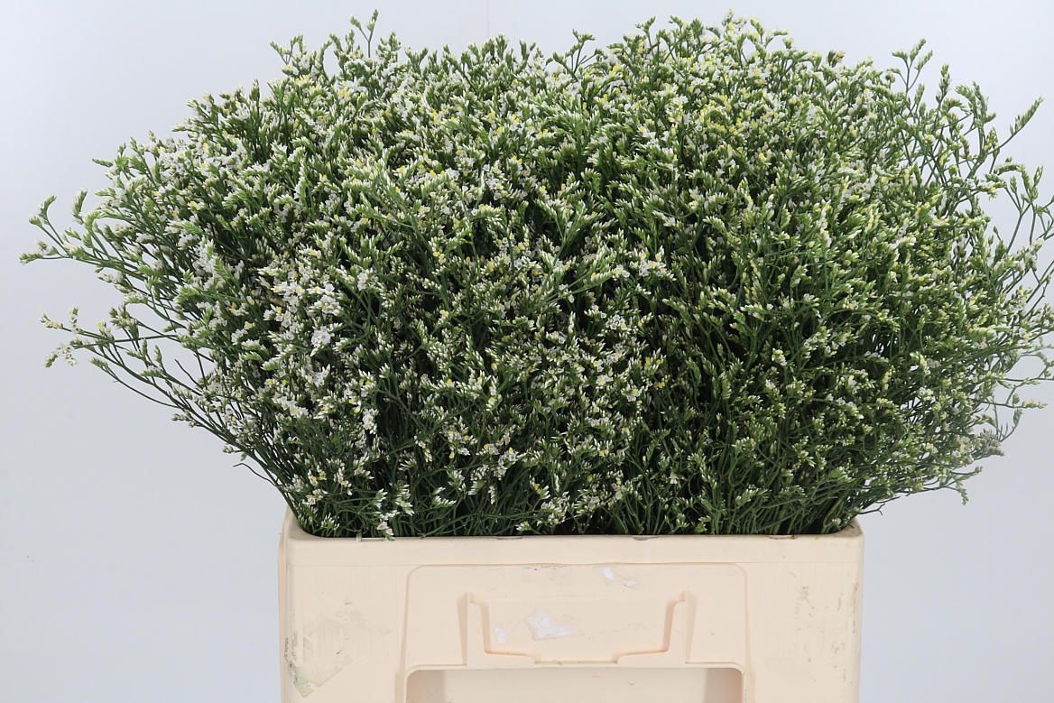 Limonium Sinense China White 60cm