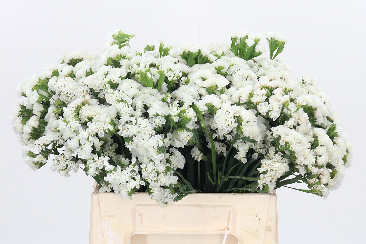 Limonium Sinuatum White Starlight Wings 40cm 15gr.
