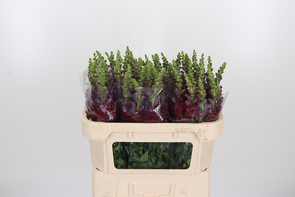 Antirrhinum Avignon Dark Red 70cm