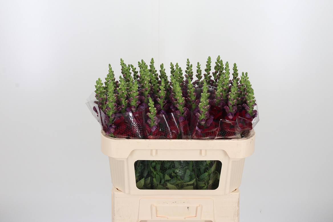 Antirrhinum Avignon Dark Red 70cm