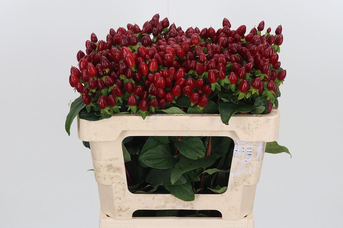 Hypericum Magical Excellent 50cm