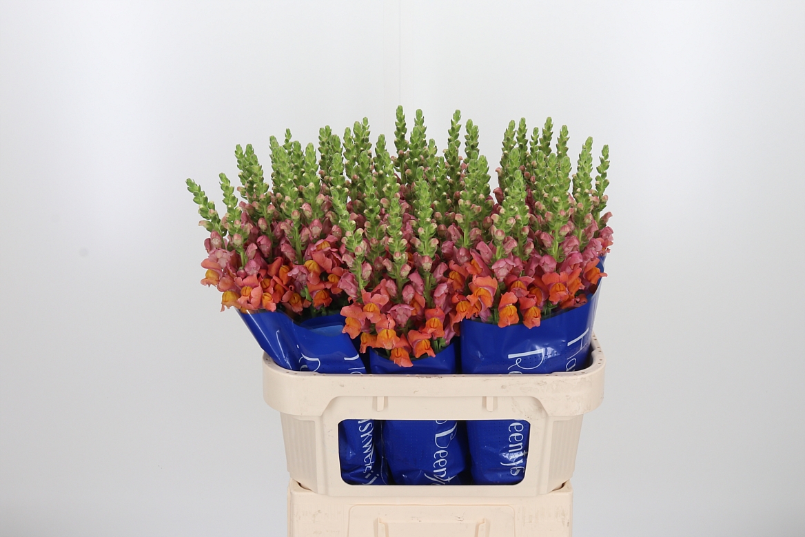 Antirrhinum Antibes Orange 75cm