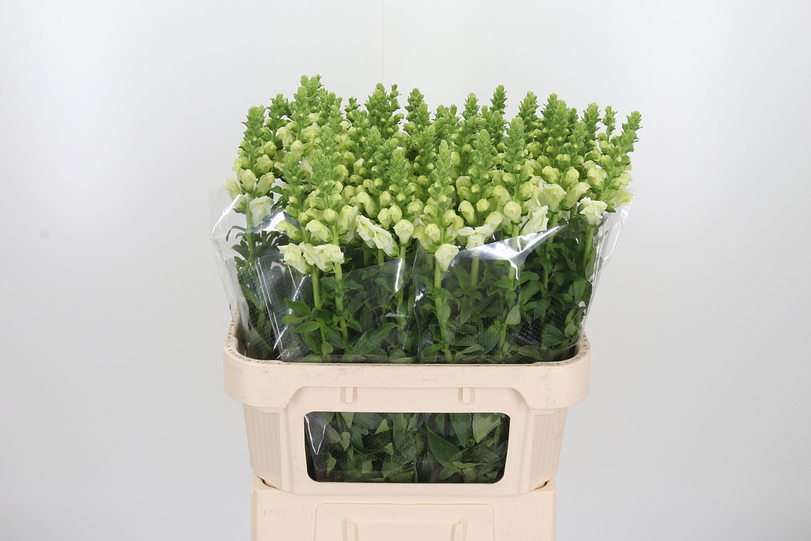 Antirrhinum Potomac Ivory White 80cm