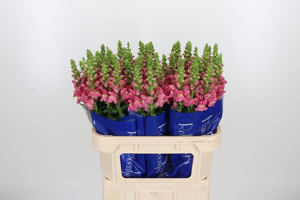 Antirrhinum Avignon Rose 75cm