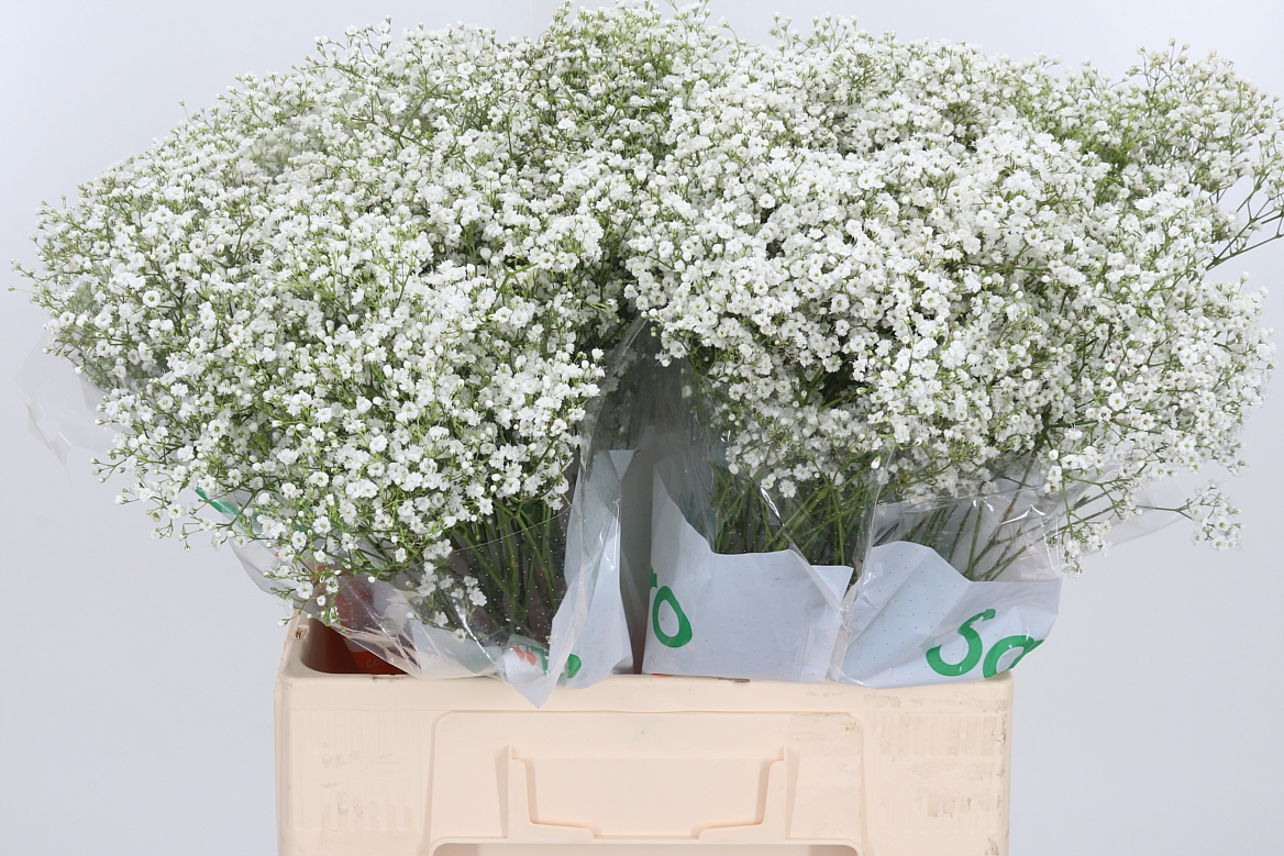 Gypsophila Paniculata Zinzi Discovery 60cm 10gr.