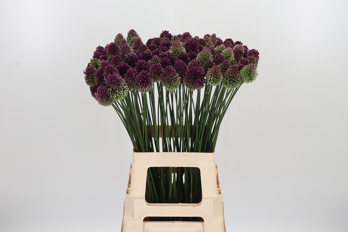 Allium Sphaerocephal 70cm