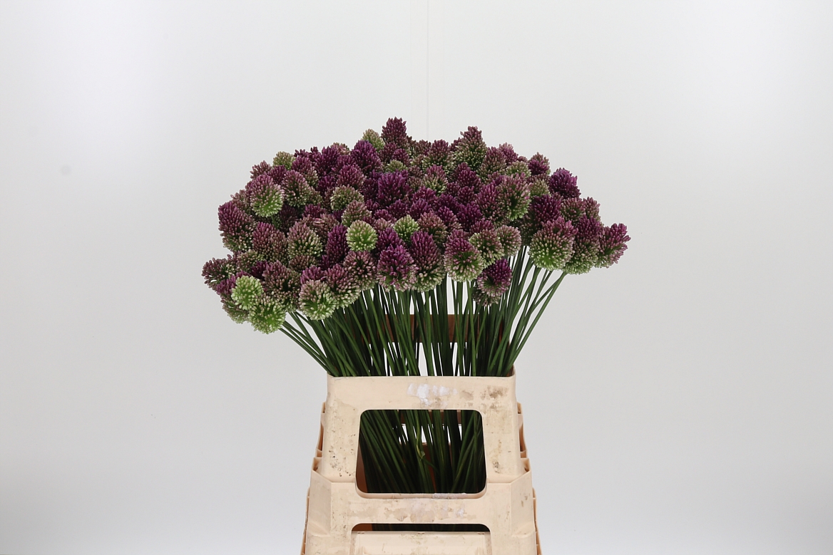 Allium Sphaerocephal 65cm