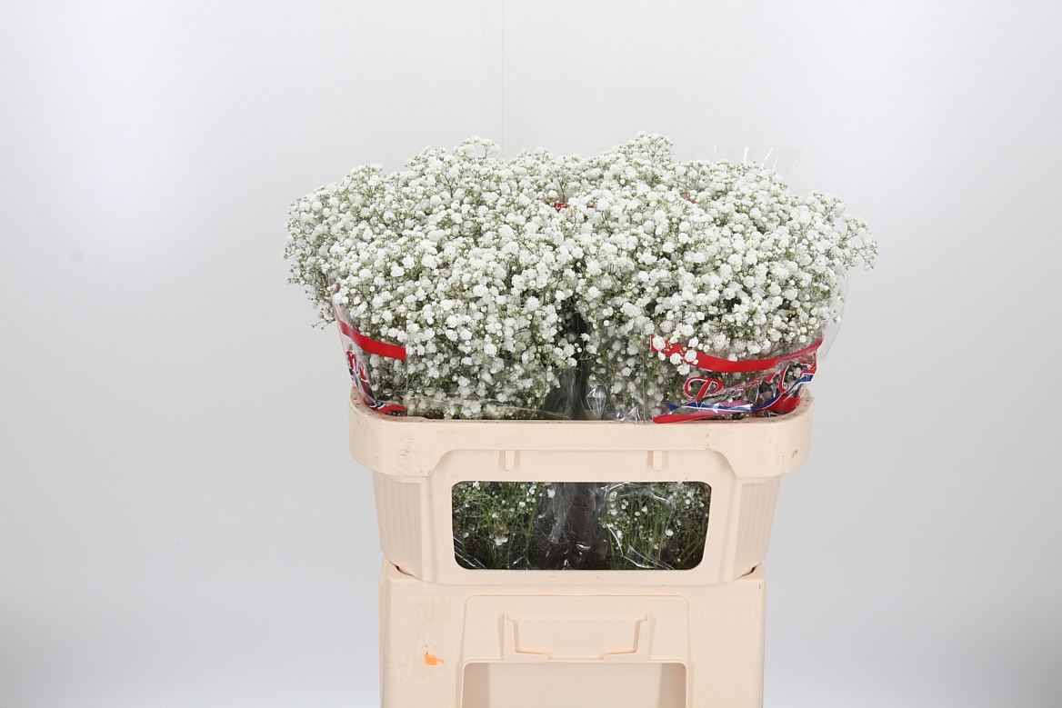 Gypsophila Paniculata Xlence 70cm 15gr.