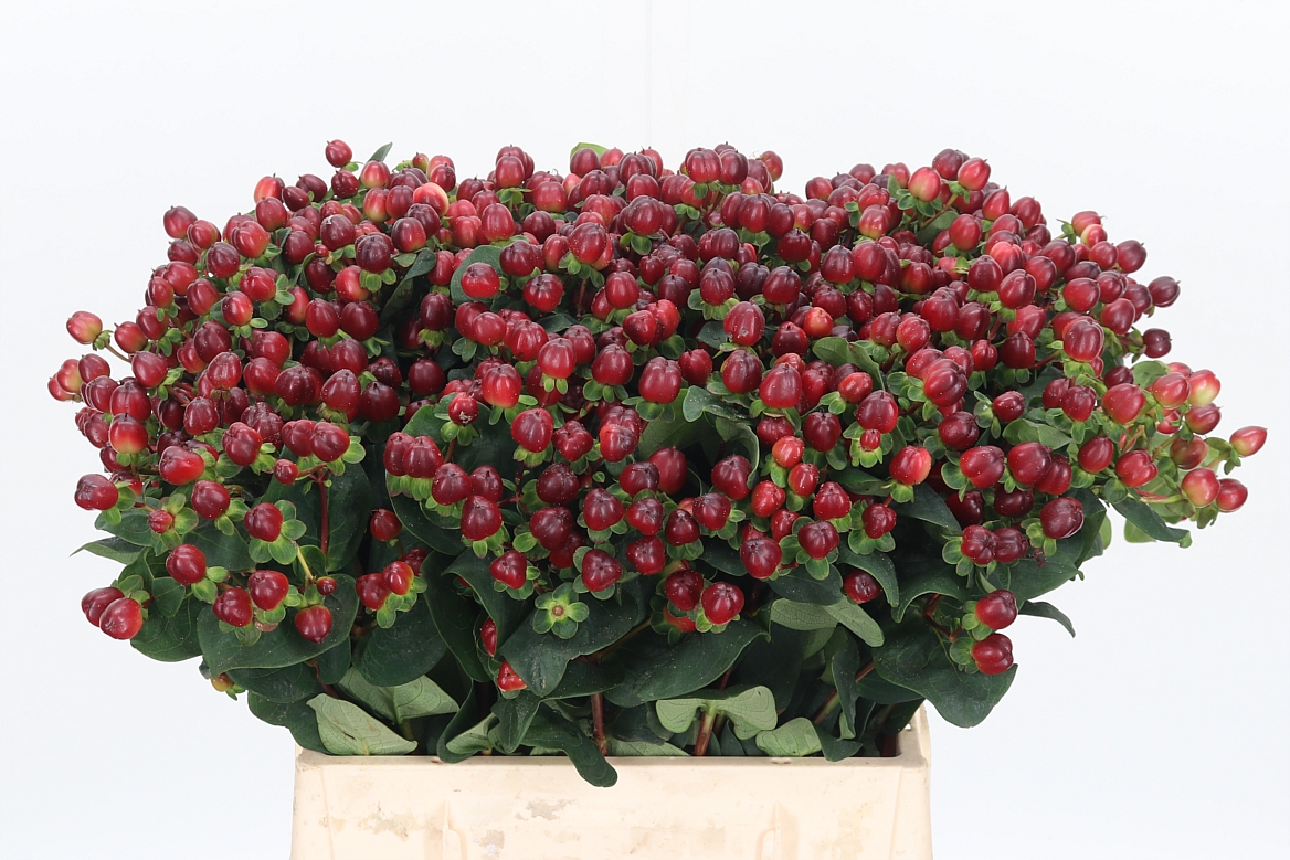 Hypericum Coco Montana 45cm