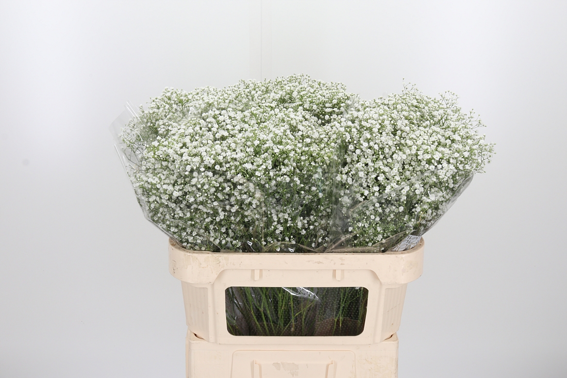 Gypsophila Paniculata Zinzi Discovery 70cm 20gr.
