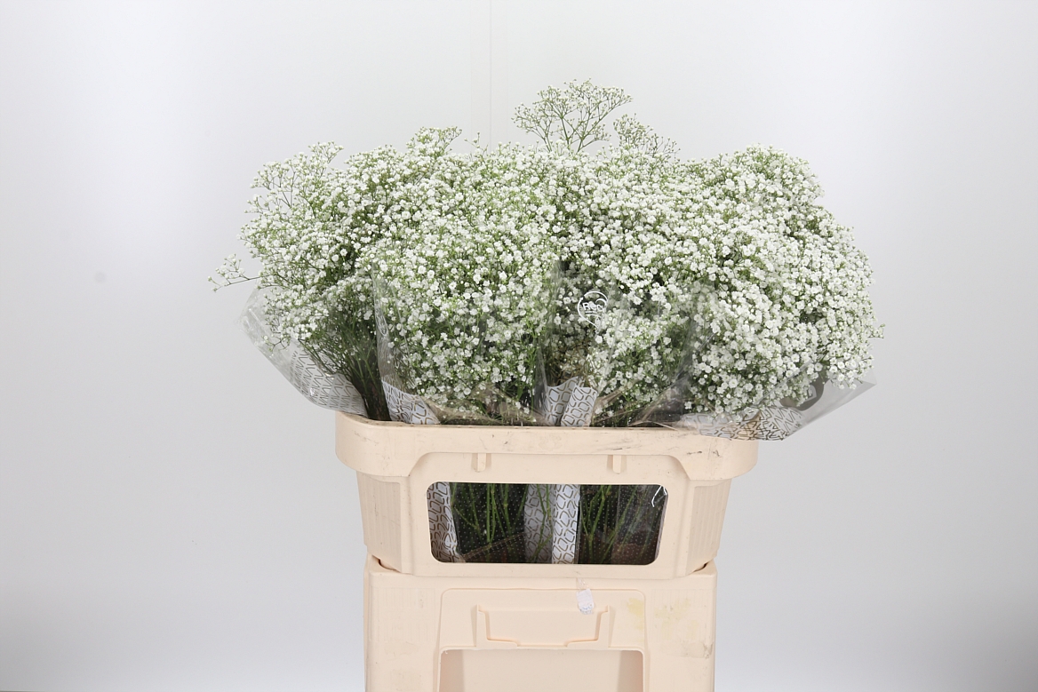 Gypsophila Paniculata Zinzi Discovery 70cm 20gr.