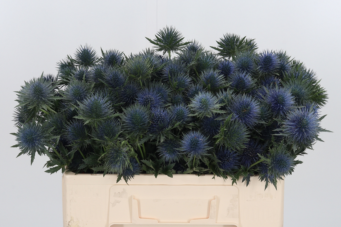 Eryngium Magnetar 50cm