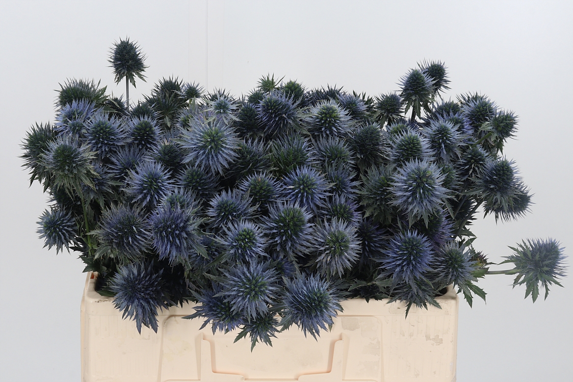 Eryngium Alpinum Scorpius Questar 50cm