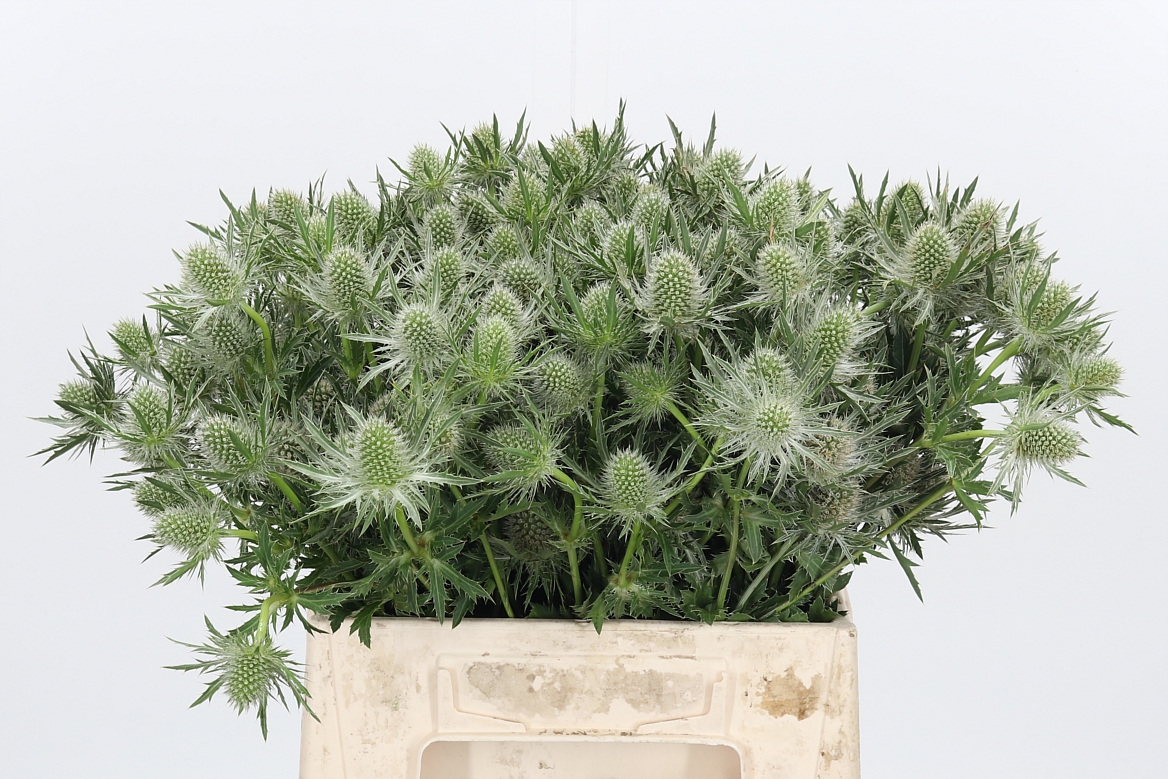 Eryngium Alpinum Gemini Questar 40cm